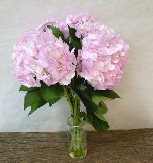 HORTENSIA ROSE